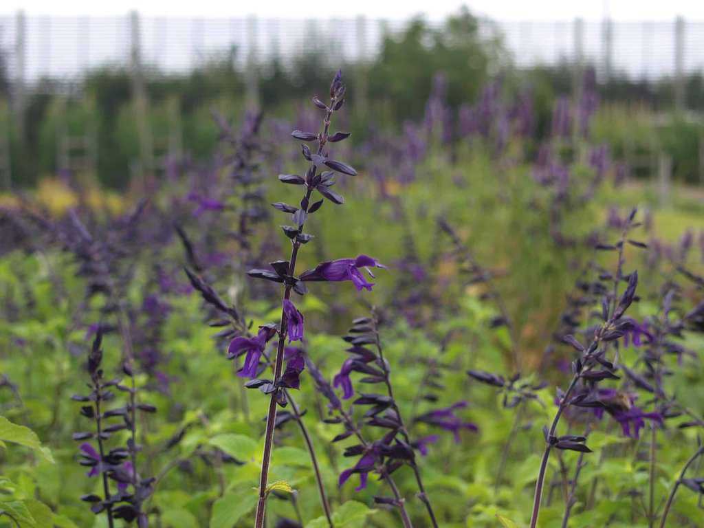 Salvia 'Amistad' ® ---